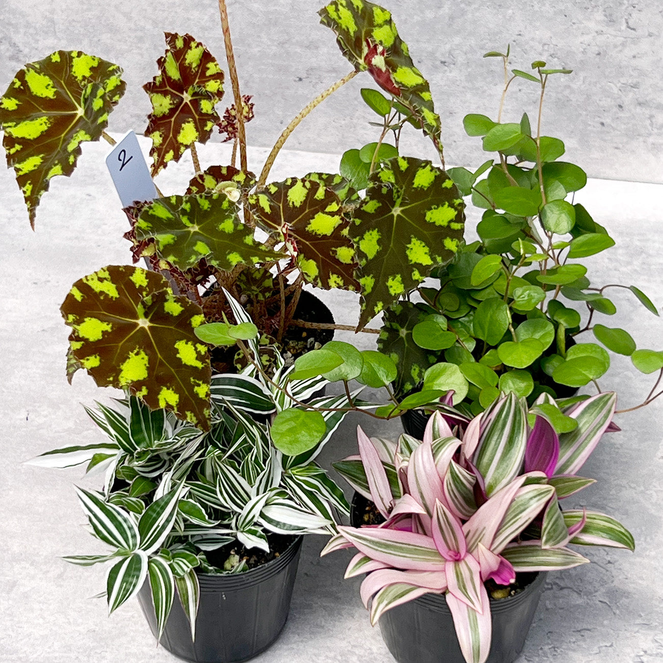 【現品販売】ねこていとさんセレクト4点セット!ベゴニアタイガー ムラサキオモト 錦笹 ワイヤープランツ ドラゴンフルーツカット苗付き 2