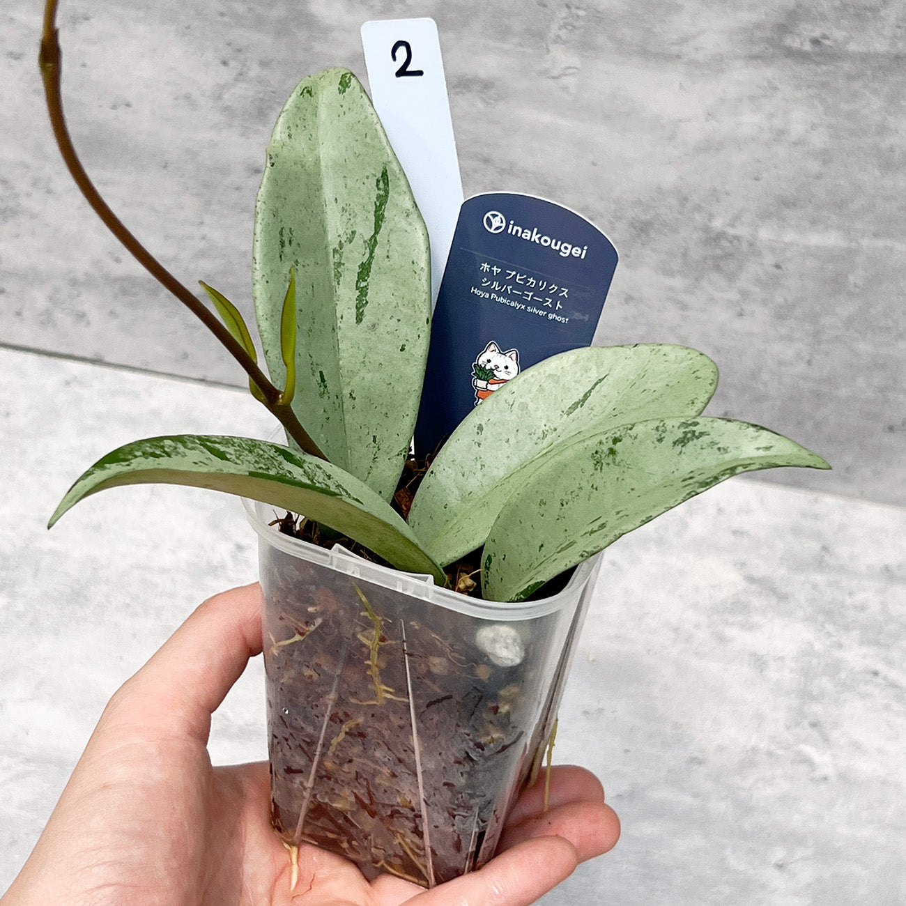 【現品販売】ホヤ プビカリクス シルバーゴースト Hoya Pubicalyx silver ghost 希少 レア ねこチップ 2