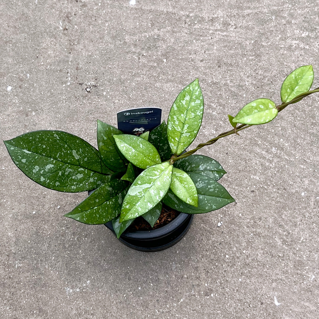 【現品販売】ホヤ クラシペティオラータ スプラッシュ 3号 プラスチック鉢 BLACK PLASTIC POT ねこチップ