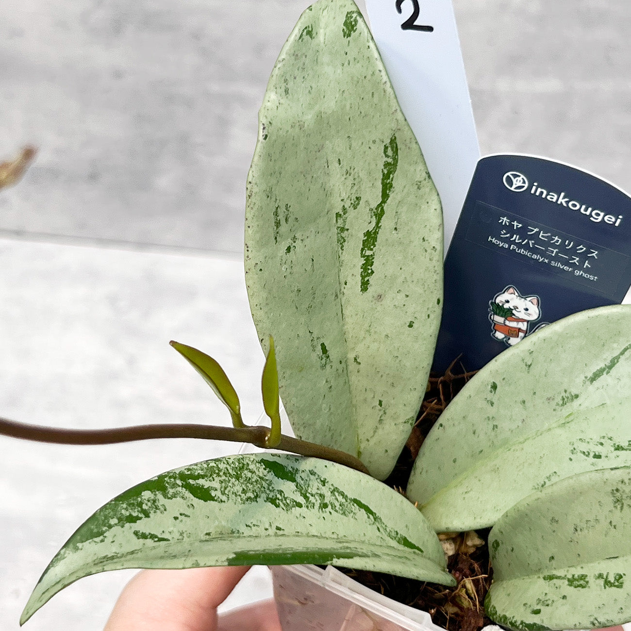 【現品販売】ホヤ プビカリクス シルバーゴースト Hoya Pubicalyx silver ghost 希少 レア ねこチップ 2