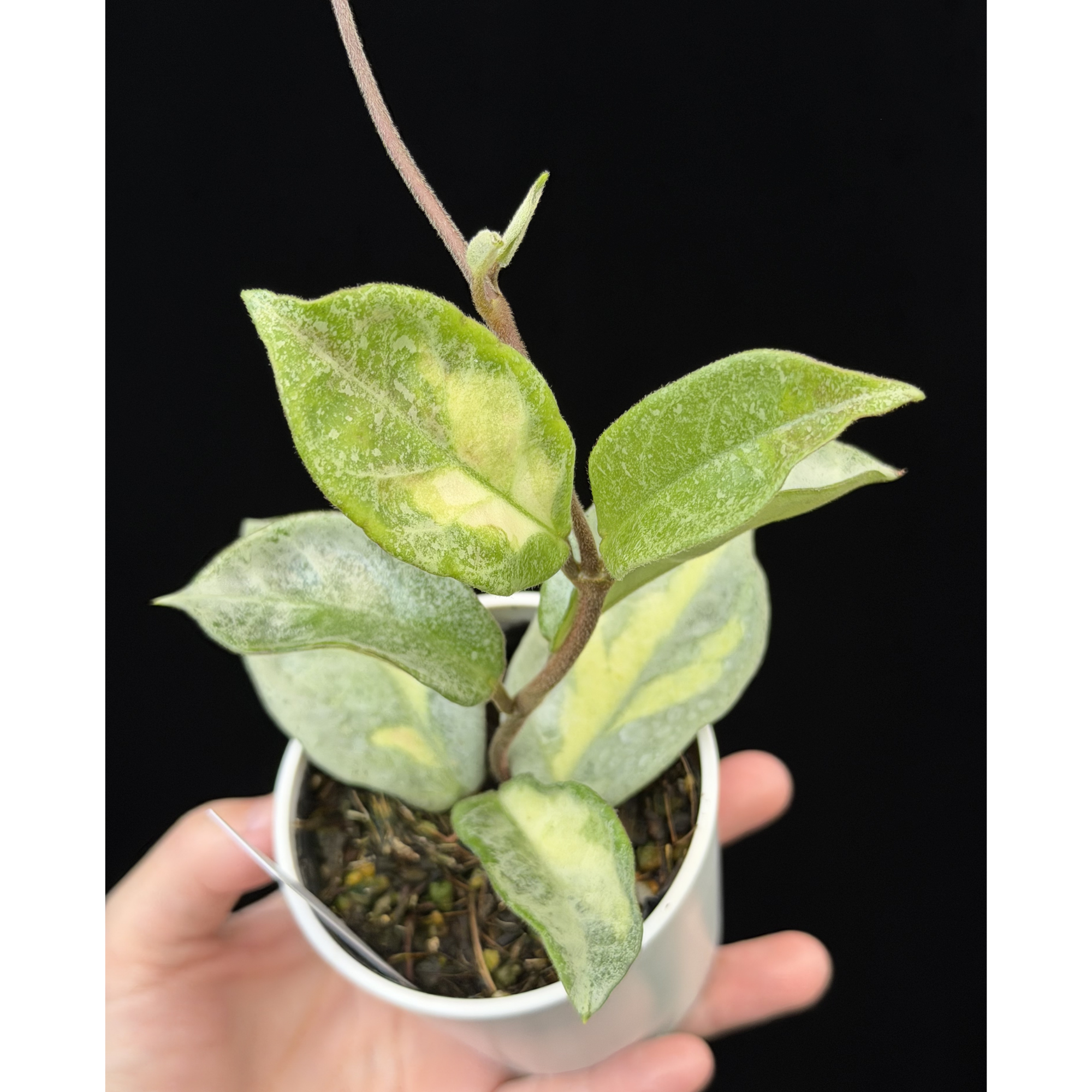 一点もの】ホヤ・アルゲンティア・プリンセス Hoya carnosa 'Argentea 一点もの】ホヤ・アルゲンティア・プリンセス Hoya carnosa 'Argentea