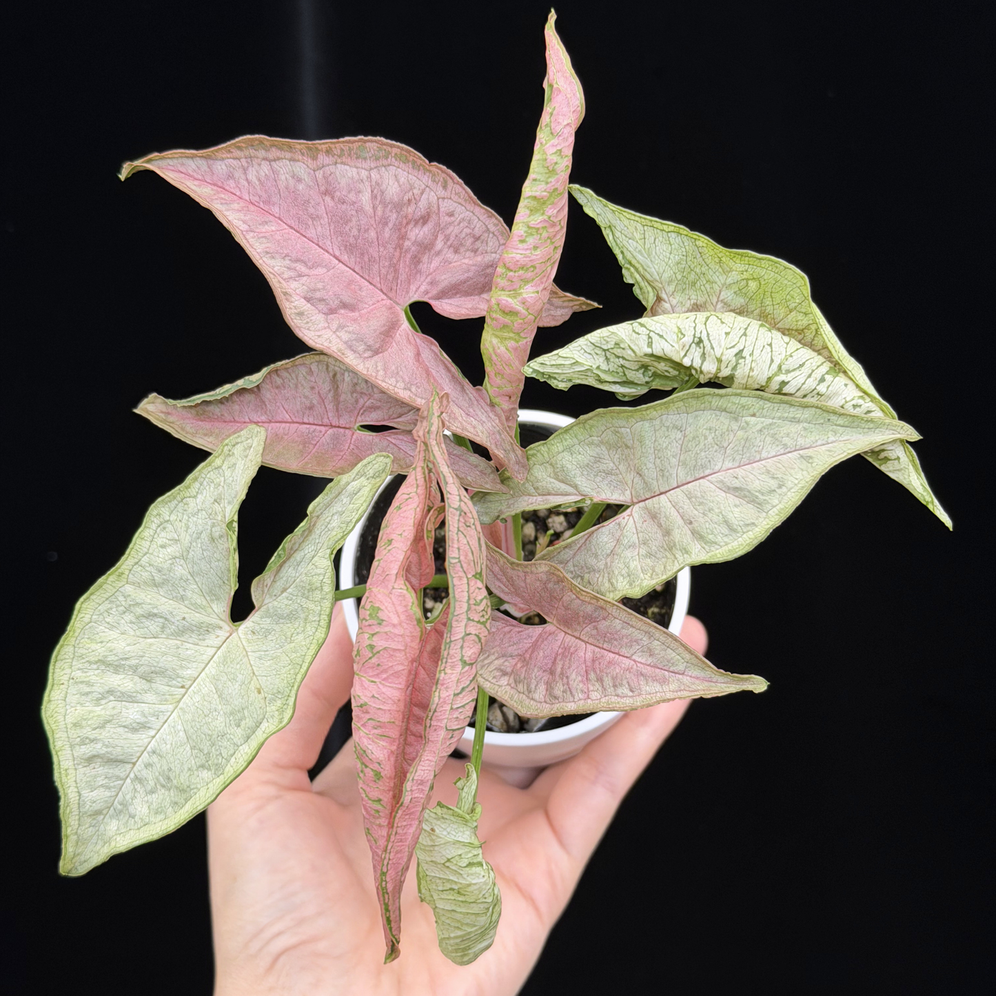 【一点もの】シンゴニウム ピンクローリー Syngonium Pink Rolli