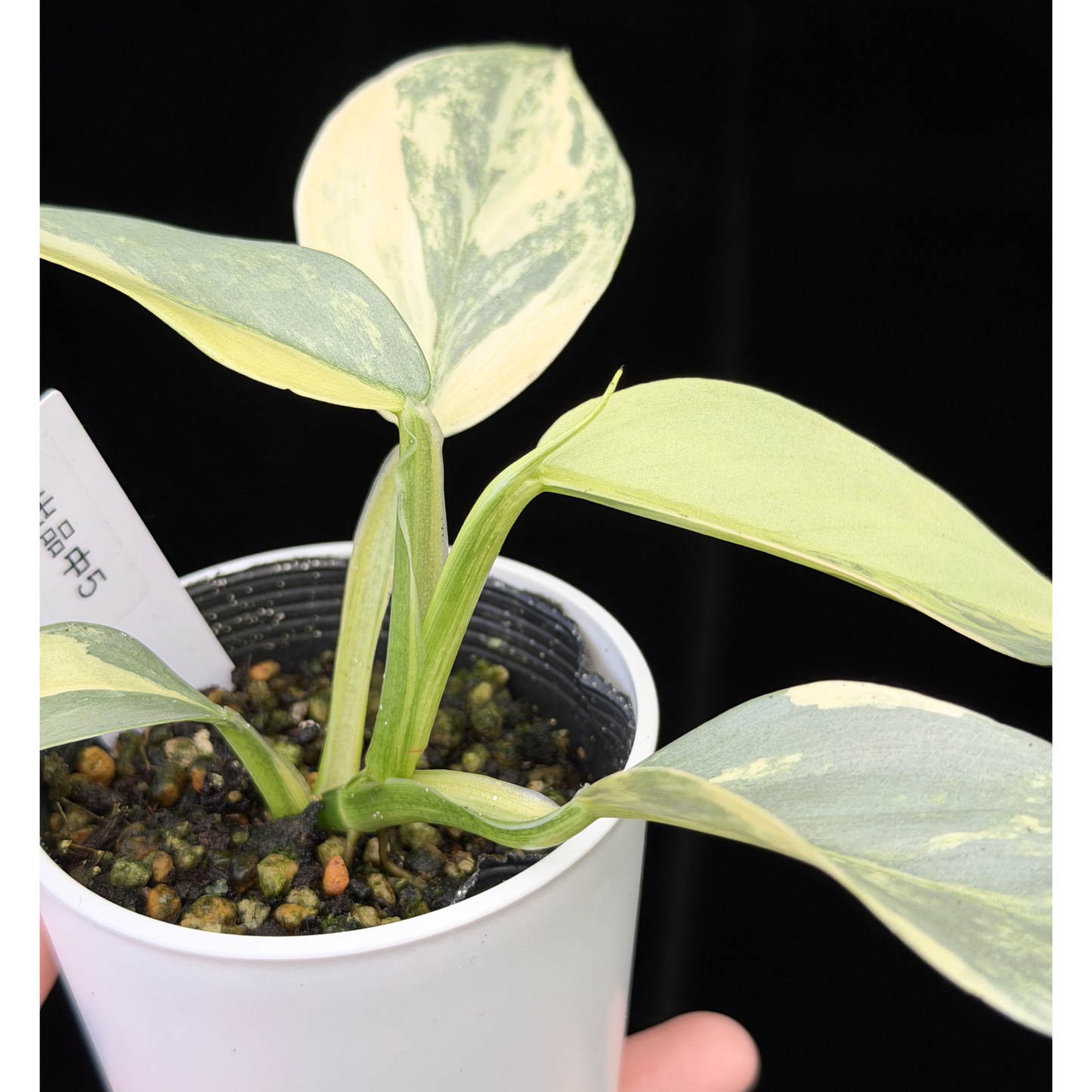 【一点もの】Philodendron Silver Sword Variegata フィロデンドロン シルバーソード 斑入り 5