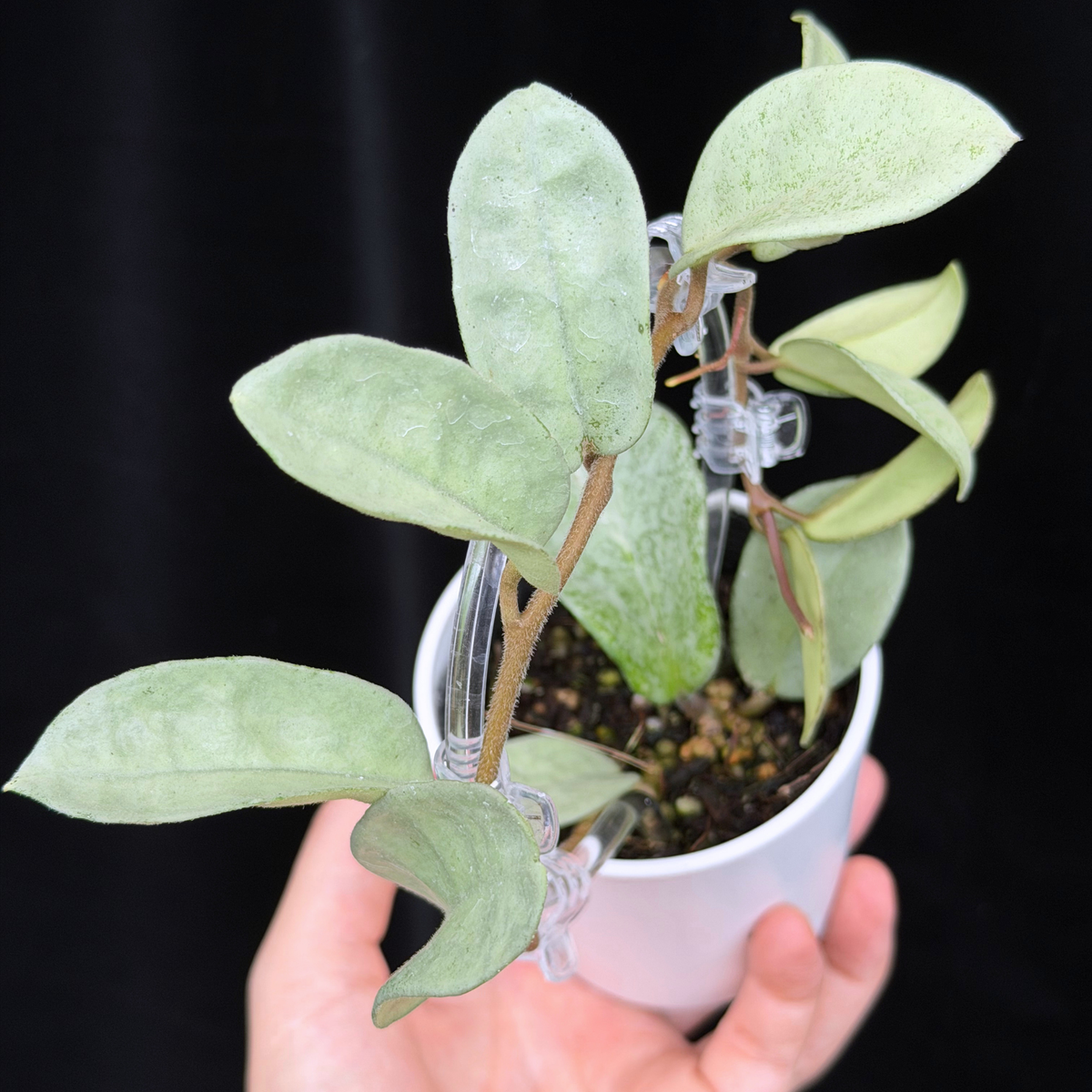 【一点もの】Hoya Carnosa Nova Ghost ホヤ カルノーサ ノバ ゴースト クリア支柱Sサイズ仕立て