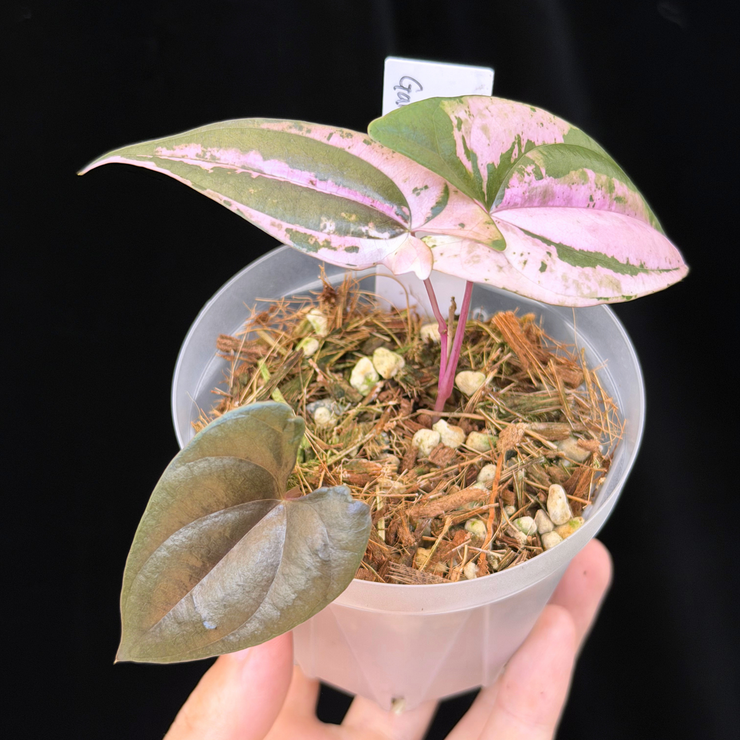 【一点もの】 Dioscorea filiformis ‘Gamma Ray’ ねこチップSS植え 激レア