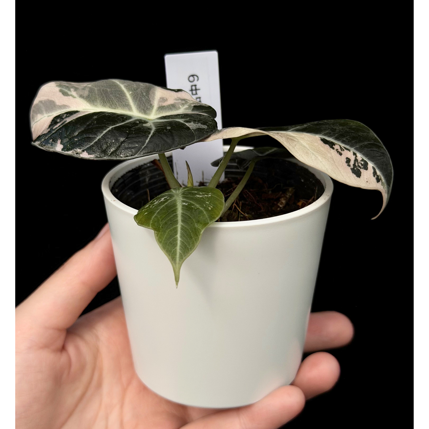 【一点もの】アロカシア ブラックベルベット ピンク斑入り Alocasia Black Velvet Pink Variegated レア 希少
