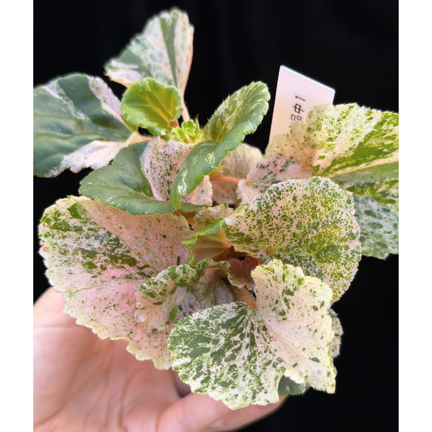 【一点もの】ベゴニア ククラータ ピンク斑入り begonia cucullata Pink variegated 希少 レア 1