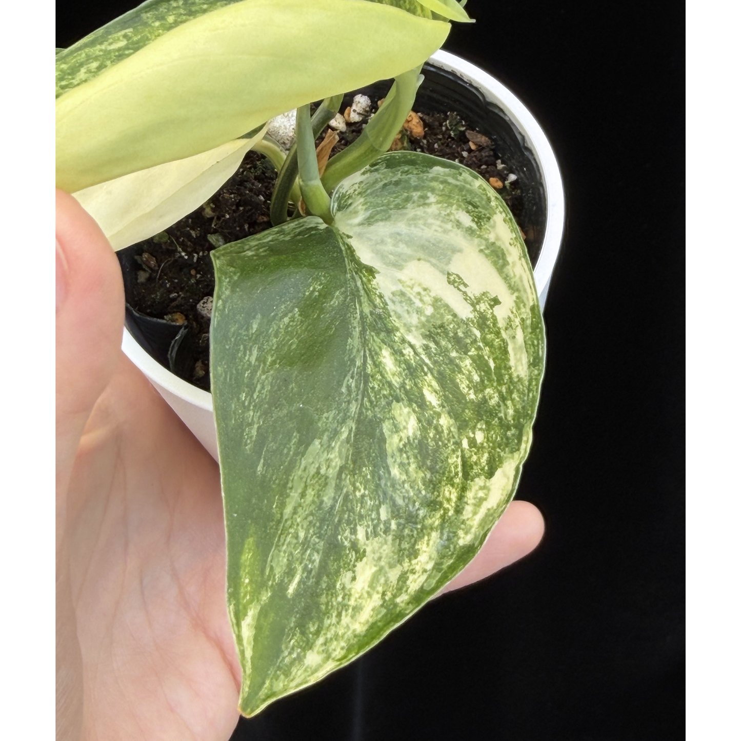 【一点もの】スキンダプサス ジェイドサテン オーレア Scindapsus ‘Jade Satin’ aurea variegated
