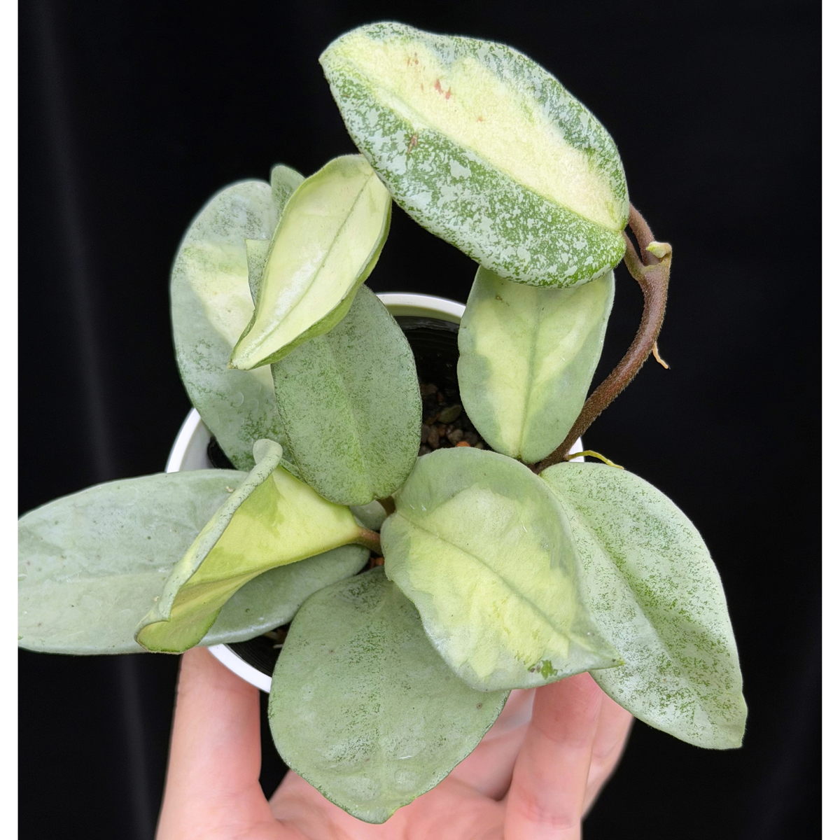 【一点もの】ホヤ・アルゲンティア・プリンセス Hoya carnosa 'Argentea Princess' 希少 レア