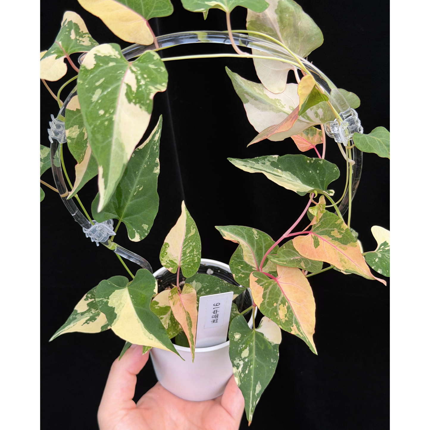 【一点もの販売】ファロピア マルチフローラ 斑入り クリア支柱Mサイズ仕立て Fallopia multiflora 'Variegata' 16