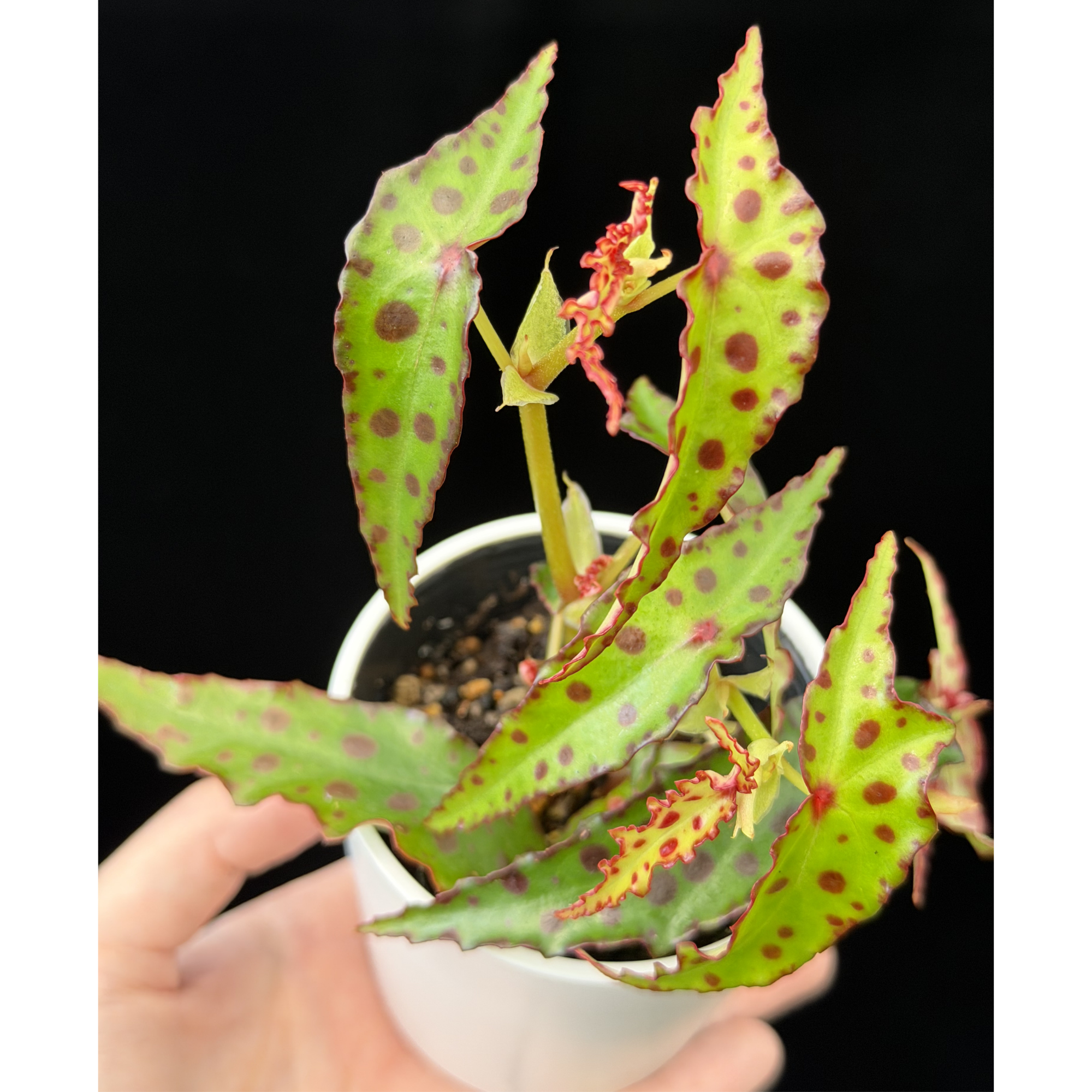 一点もの】ベゴニア・アンフィオクサス Begonia amphioxus – inakougei