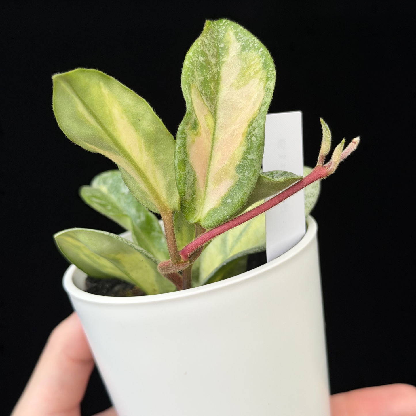 【一点もの】ホヤ・アルゲンティア・プリンセス Hoya carnosa 'Argentea Princess' 希少 レア 19