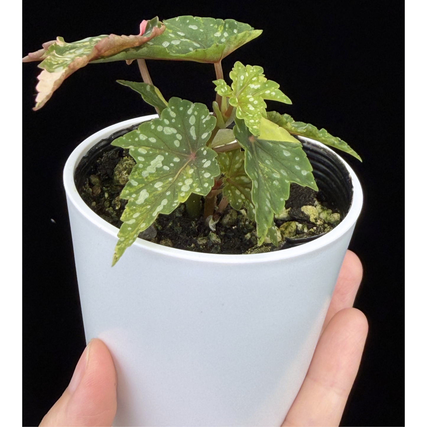 【一点もの】ベゴニア 出雲の煌星 斑入り Izumo no Kiraboshi variegated 希少 激レア