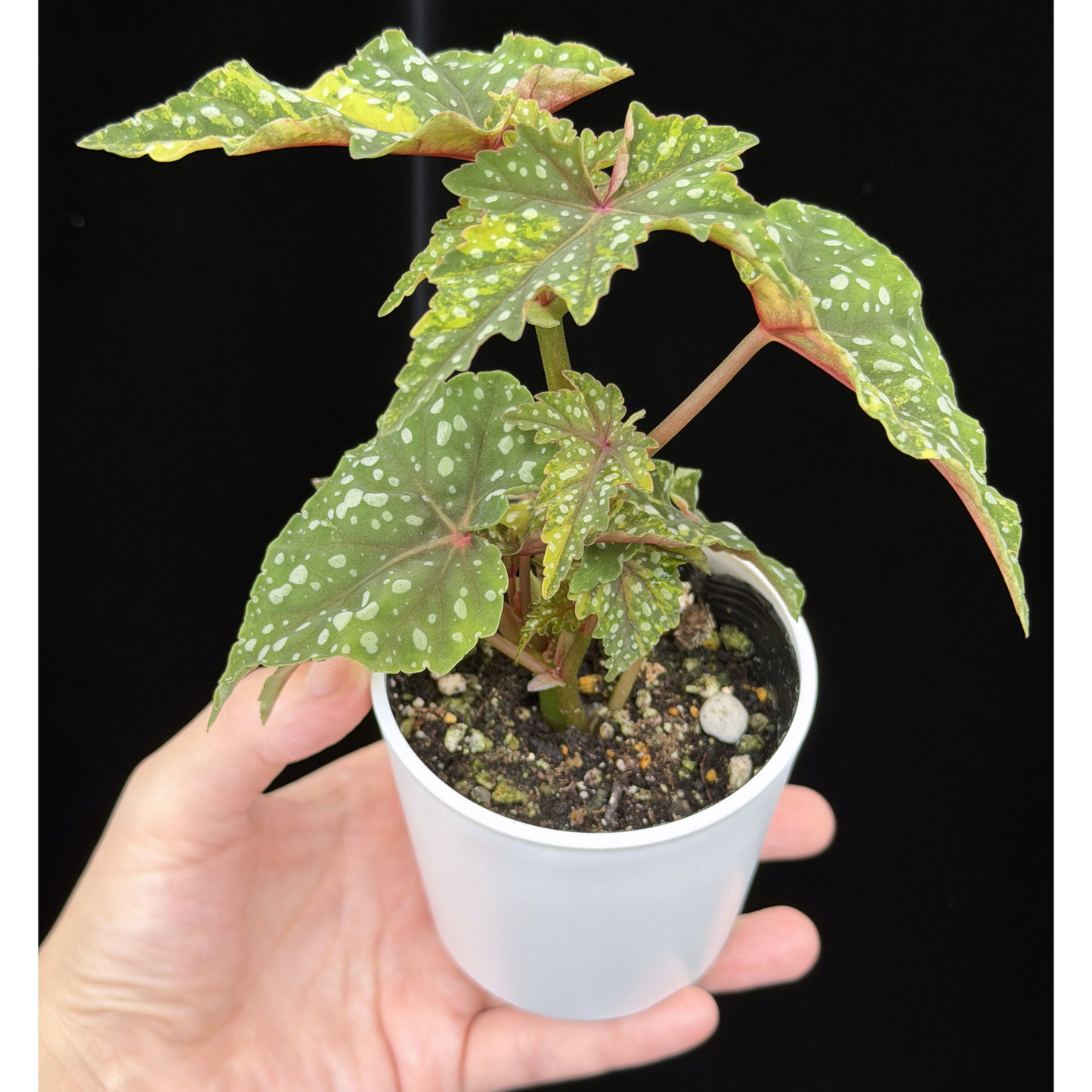 【一点もの】ベゴニア 出雲の煌星 斑入り Izumo no Kiraboshi variegated 希少 激レア