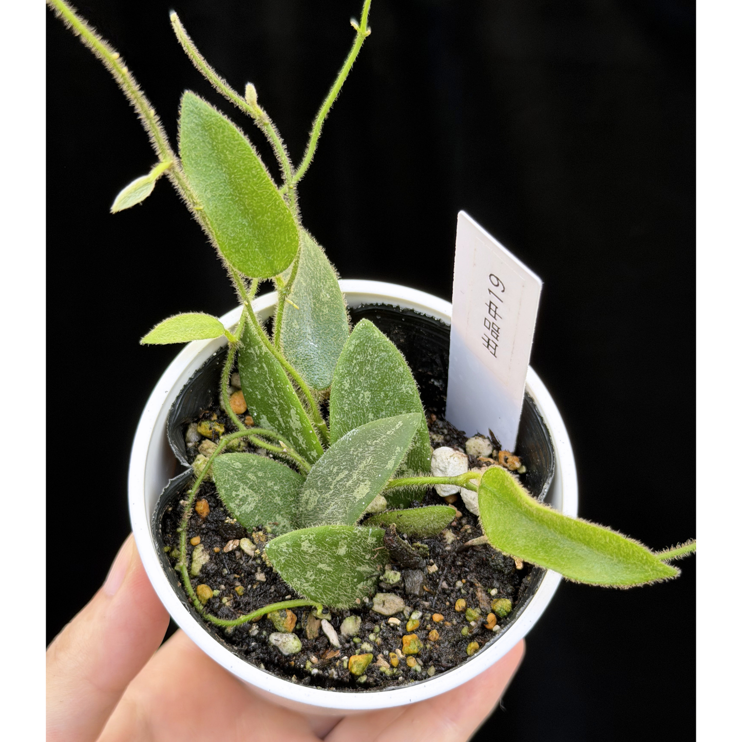 【一点もの】ホヤ トムソニー スプラッシュ Hoya thomsonii splash