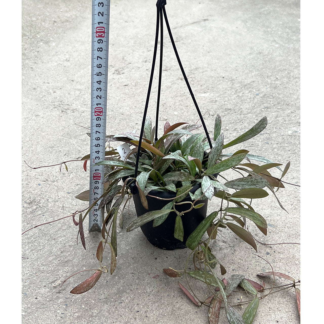 【現品販売】Hoya sigillantis ホヤ シギラティス 希少 レア 4号 吊り鉢 吊り下げ ハンギング ハンギング植物 ピンク 紅葉 2