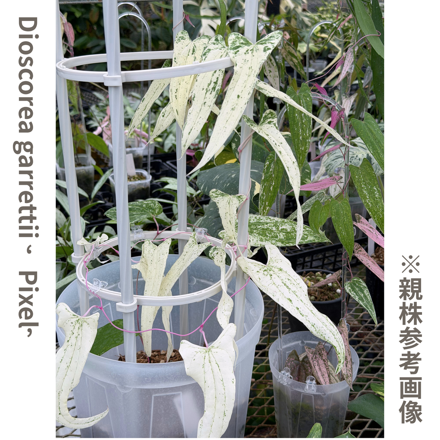 【一点もの】Dioscorea garrettii ‘Pixel’ 2.5号 クリア支柱Sサイズ仕立て ねこチップSS植え 激レア 11