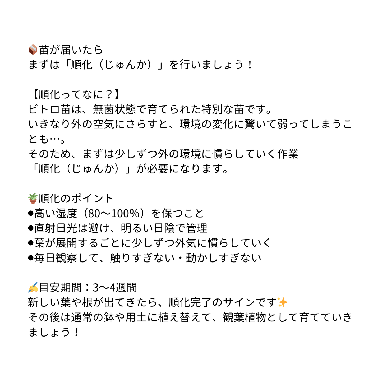 モンステラ デリシオーサ バールマルクスフレイム 組織培養(Tissue Culture)株 ビトロ苗 瓶入り 無菌苗 TC株