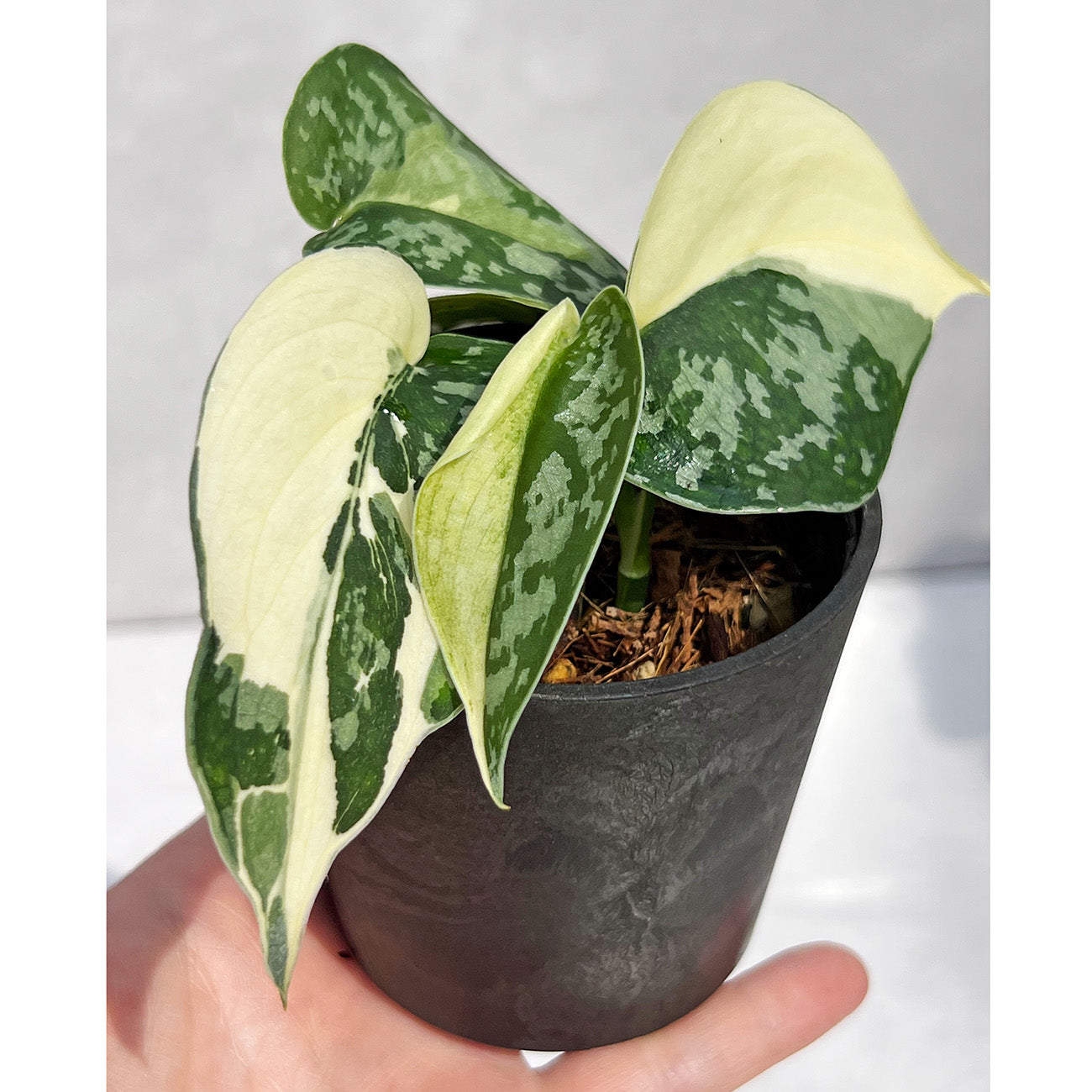 【現品販売】スキンダプサス ピクタス マヤリ Scindapsus Pictus variegata “Mayari “ 2号 ねこチップ