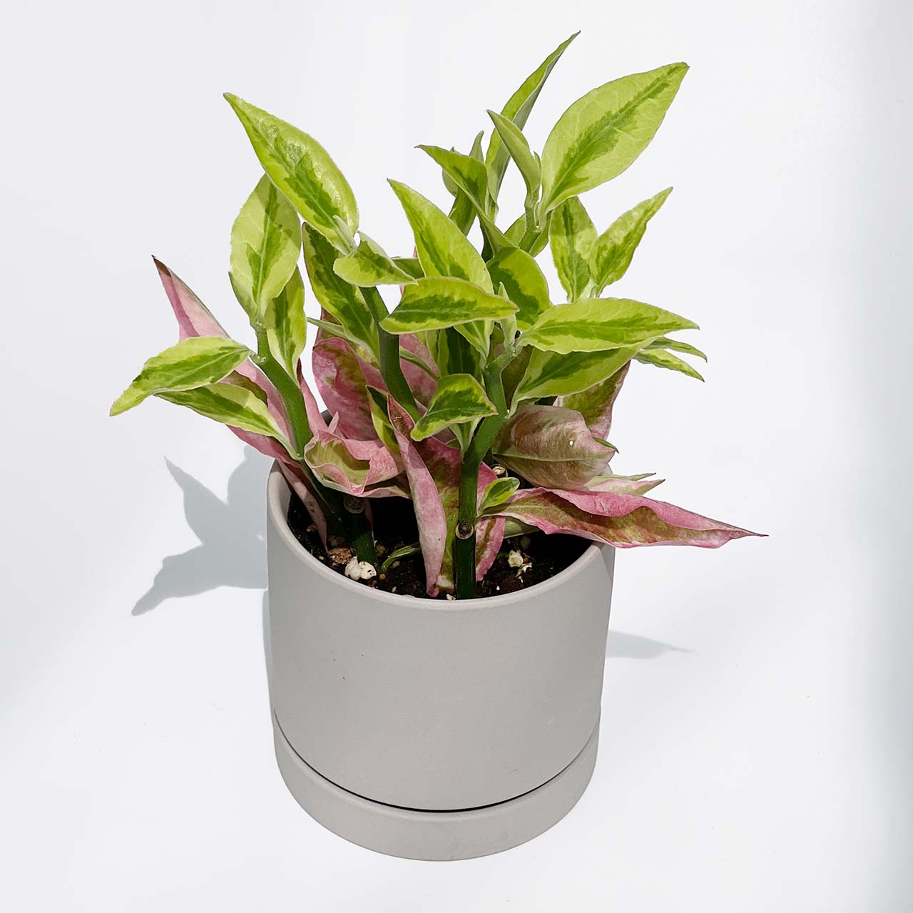 ギンリュウ ペディランサス