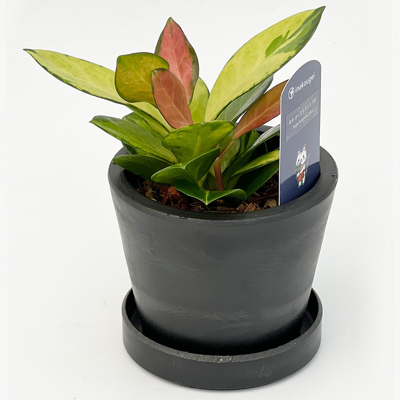 【現品販売】ホヤ オーストラリスリサ 3号 BLACK PLASTIC POT 黒 プラ鉢 受け皿付き ねこチップ