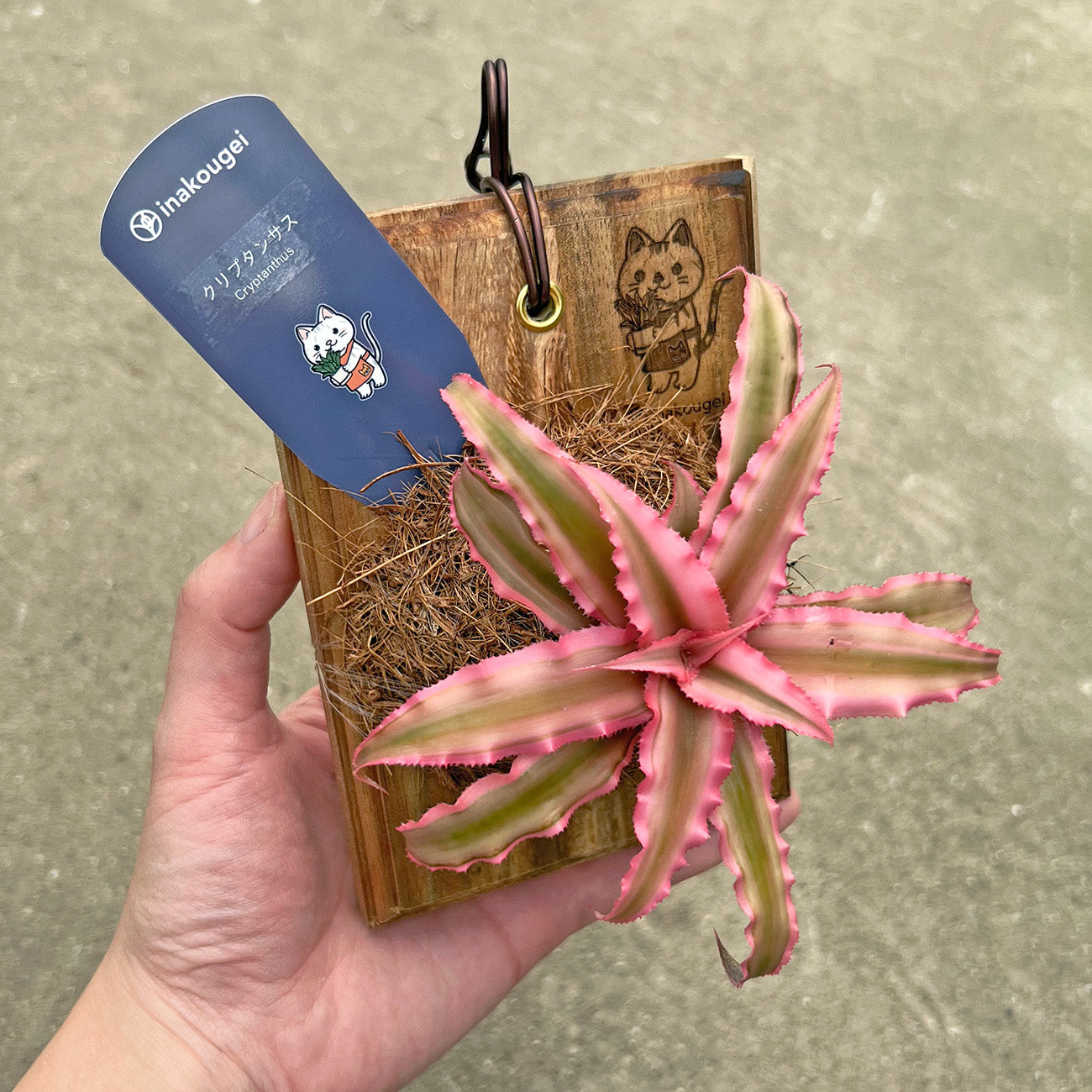 【現品販売】クリプタンサス ピンクスター 板付け ねこのふわふわEX ねこの着生板