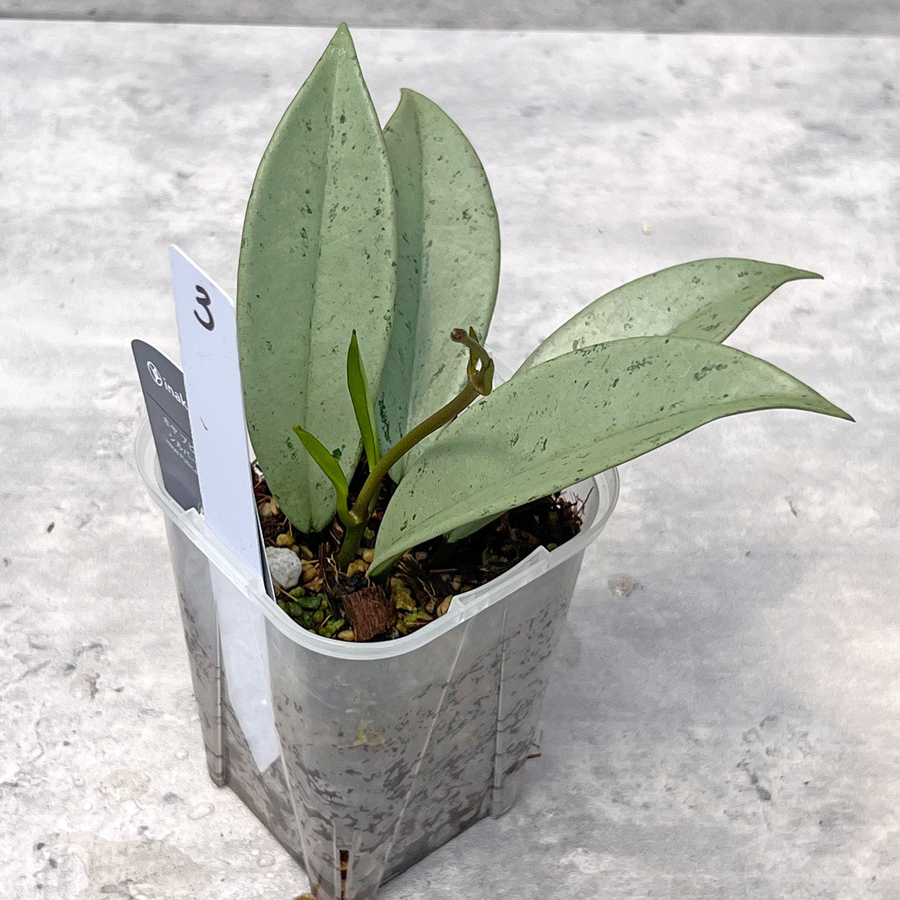 【現品販売】ホヤ プビカリクス シルバーゴースト Hoya Pubicalyx silver ghost 希少 レア ねこチップ 3