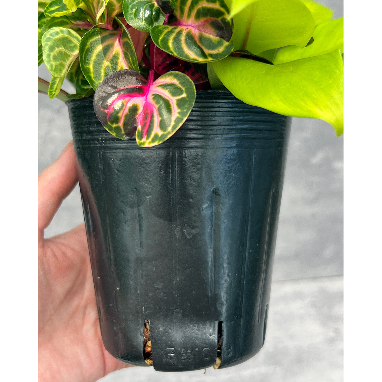 【現品販売】観葉植物 寄せ植え 3.5号 ポリポット 【お好きな鉢や鉢カバーに入れてお楽しみください】ねこチップ 3