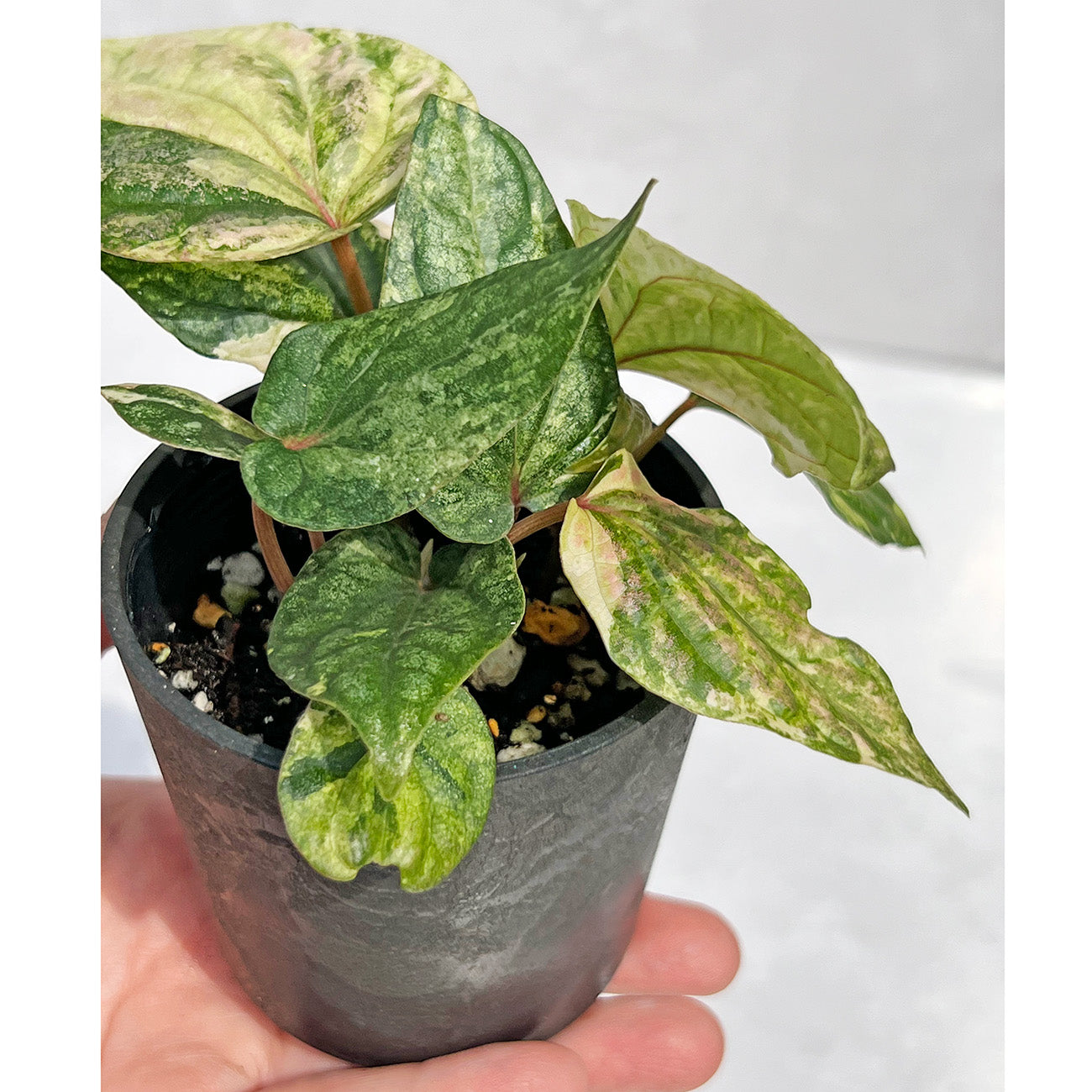 【現品販売】ピペル 斑入り Piper ‘Pink Variegated’ ピンクグリッター 直径8cmプラスチック鉢①
