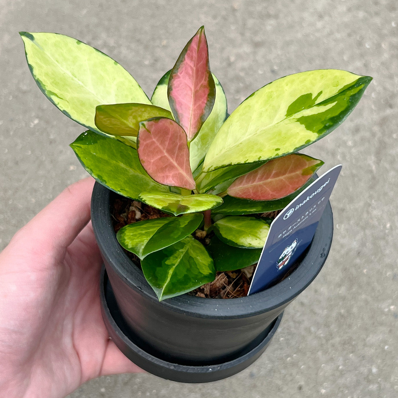 【現品販売】ホヤ オーストラリスリサ 3号 BLACK PLASTIC POT 黒 プラ鉢 受け皿付き ねこチップ
