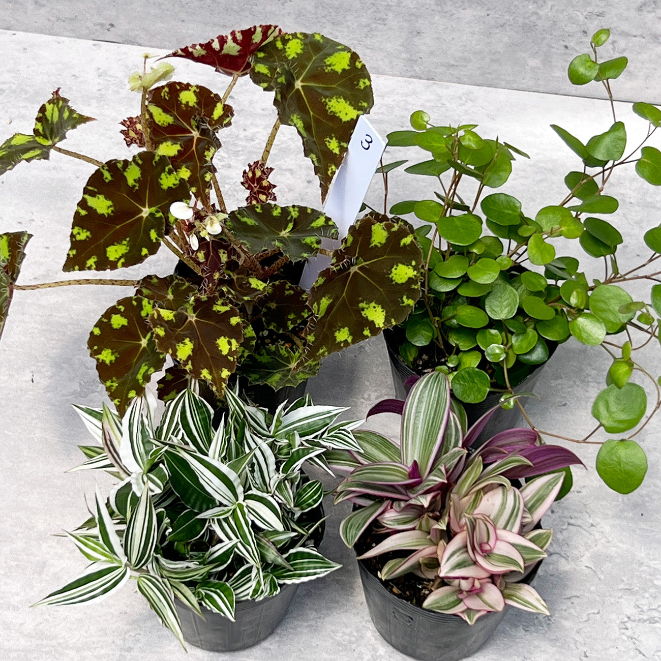 【現品販売】ねこていとさんセレクト4点セット!ベゴニアタイガー ムラサキオモト 錦笹 ワイヤープランツ ドラゴンフルーツカット苗付き 3