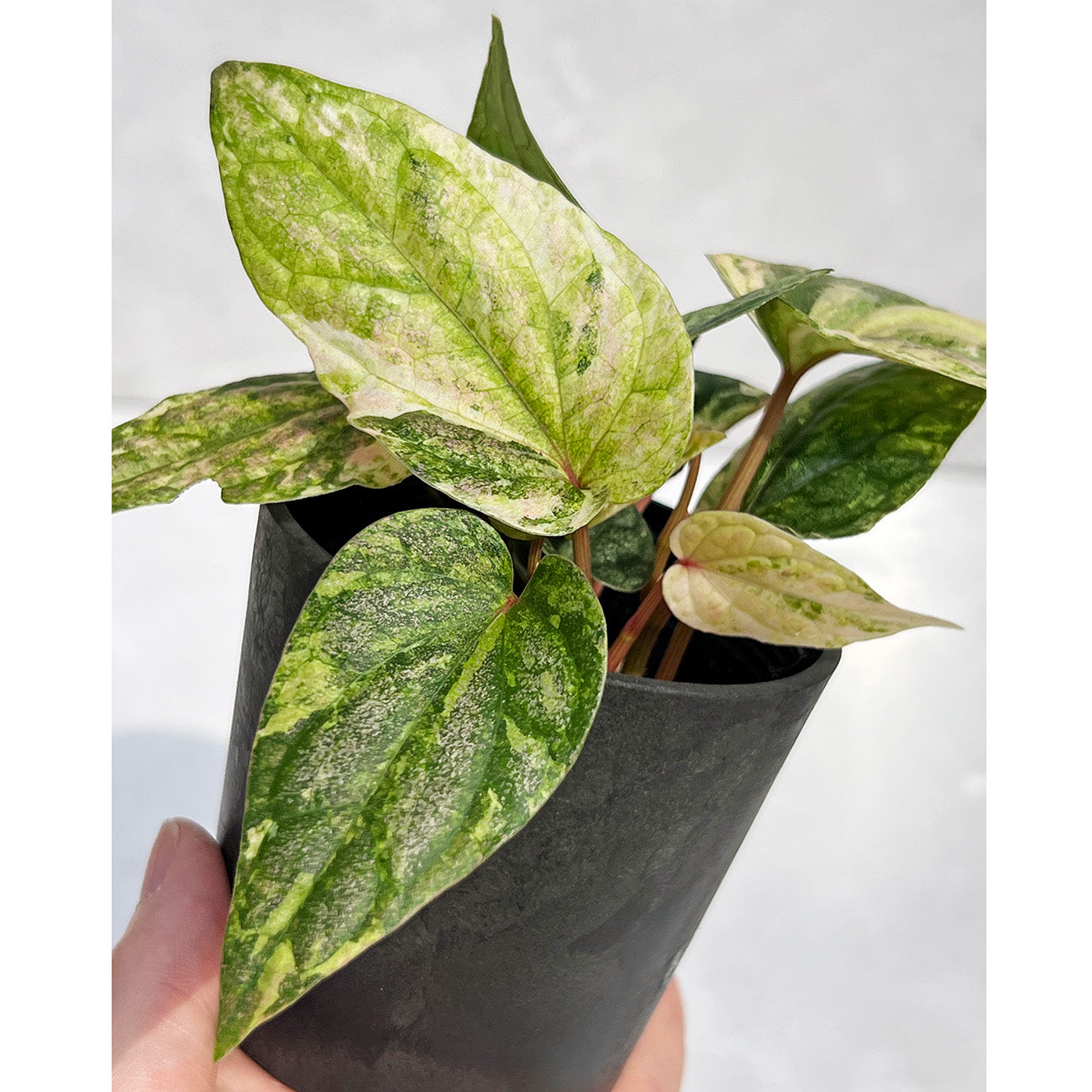 【現品販売】ピペル 斑入り Piper ‘Pink Variegated’ ピンクグリッター 直径8cmプラスチック鉢①