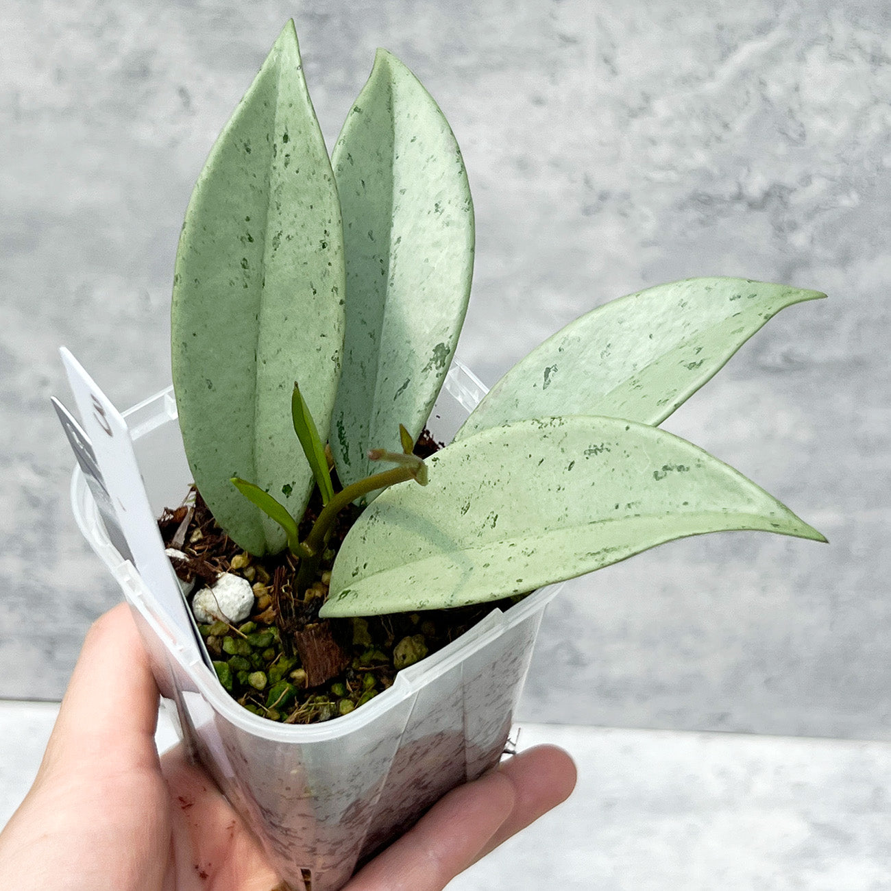 【現品販売】ホヤ プビカリクス シルバーゴースト Hoya Pubicalyx silver ghost 希少 レア ねこチップ 3