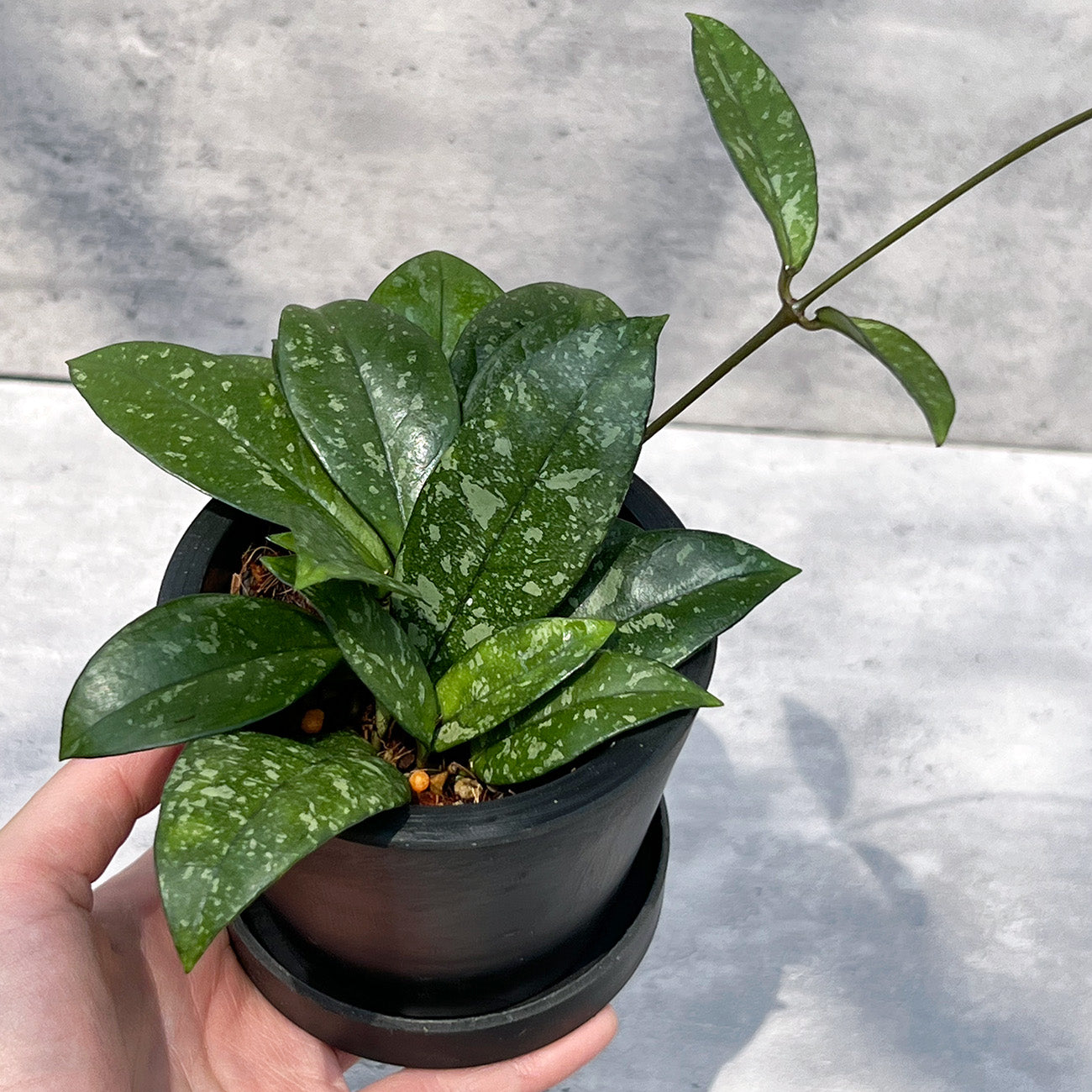 【現品販売】ホヤ クラシペティオラータ スプラッシュ 3号 プラスチック鉢 BLACK PLASTIC POT ねこチップ