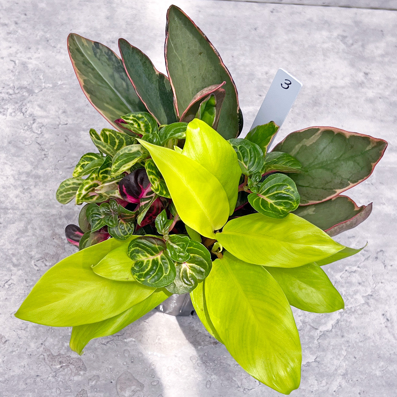 【現品販売】観葉植物 寄せ植え 3.5号 ポリポット 【お好きな鉢や鉢カバーに入れてお楽しみください】ねこチップ 3
