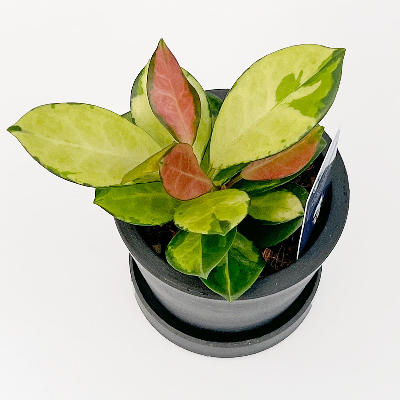 【現品販売】ホヤ オーストラリスリサ 3号 BLACK PLASTIC POT 黒 プラ鉢 受け皿付き ねこチップ