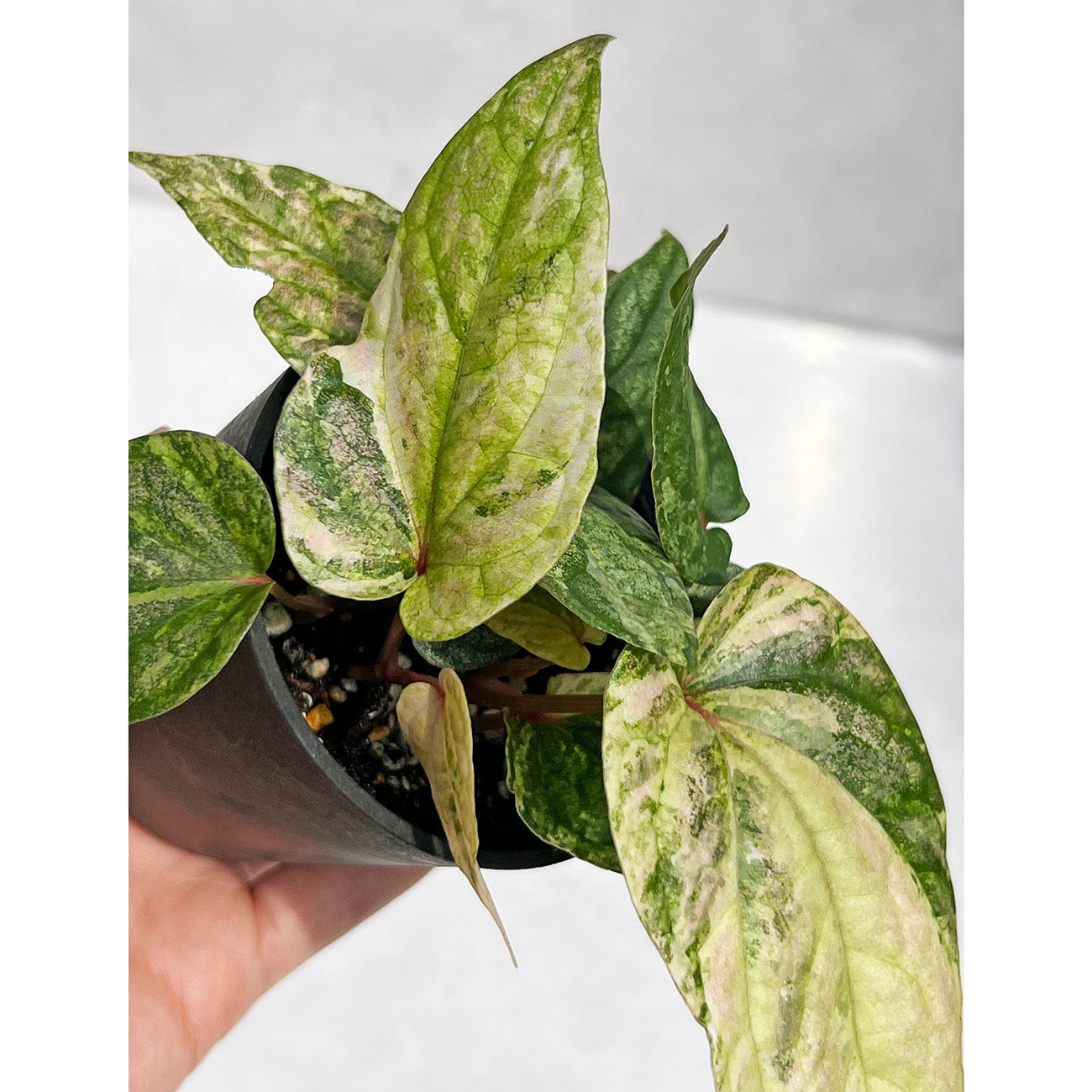 【現品販売】ピペル 斑入り Piper ‘Pink Variegated’ ピンクグリッター 直径8cmプラスチック鉢①