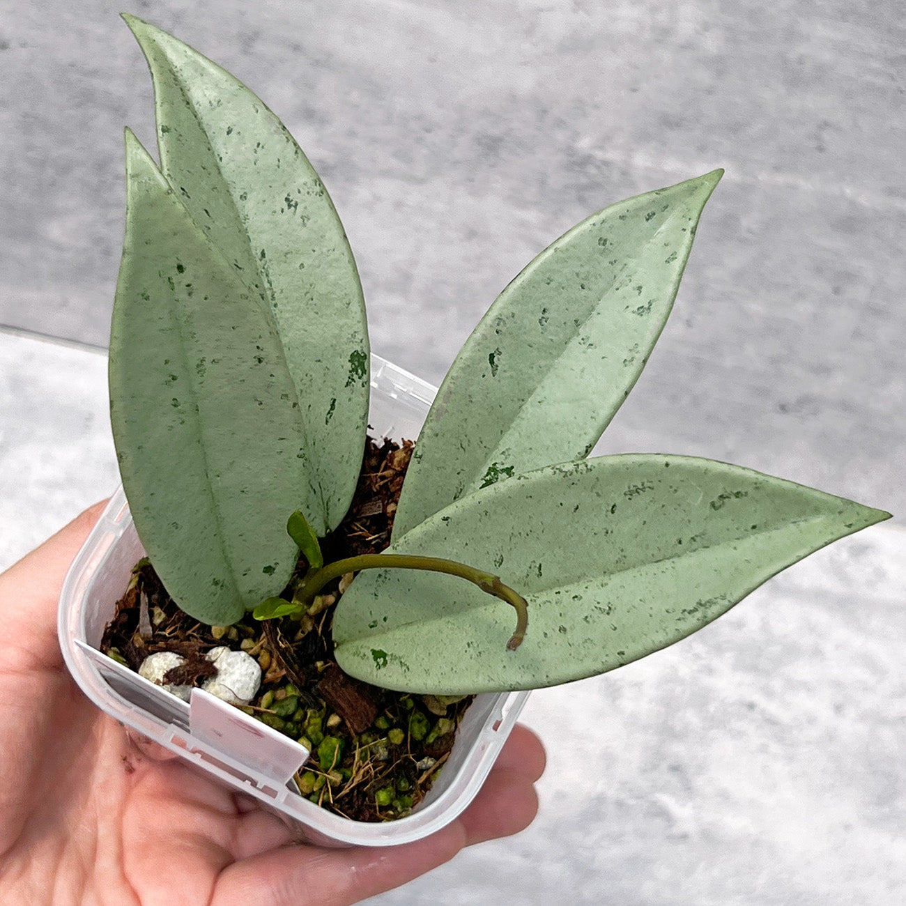 【現品販売】ホヤ プビカリクス シルバーゴースト Hoya Pubicalyx silver ghost 希少 レア ねこチップ 3