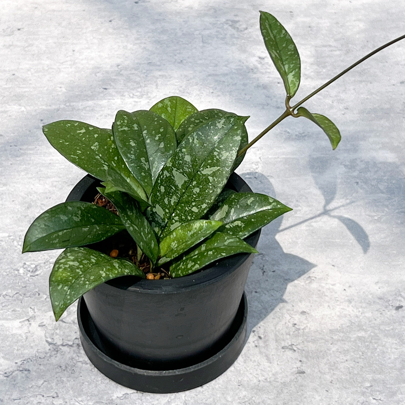【現品販売】ホヤ クラシペティオラータ スプラッシュ 3号 プラスチック鉢 BLACK PLASTIC POT ねこチップ