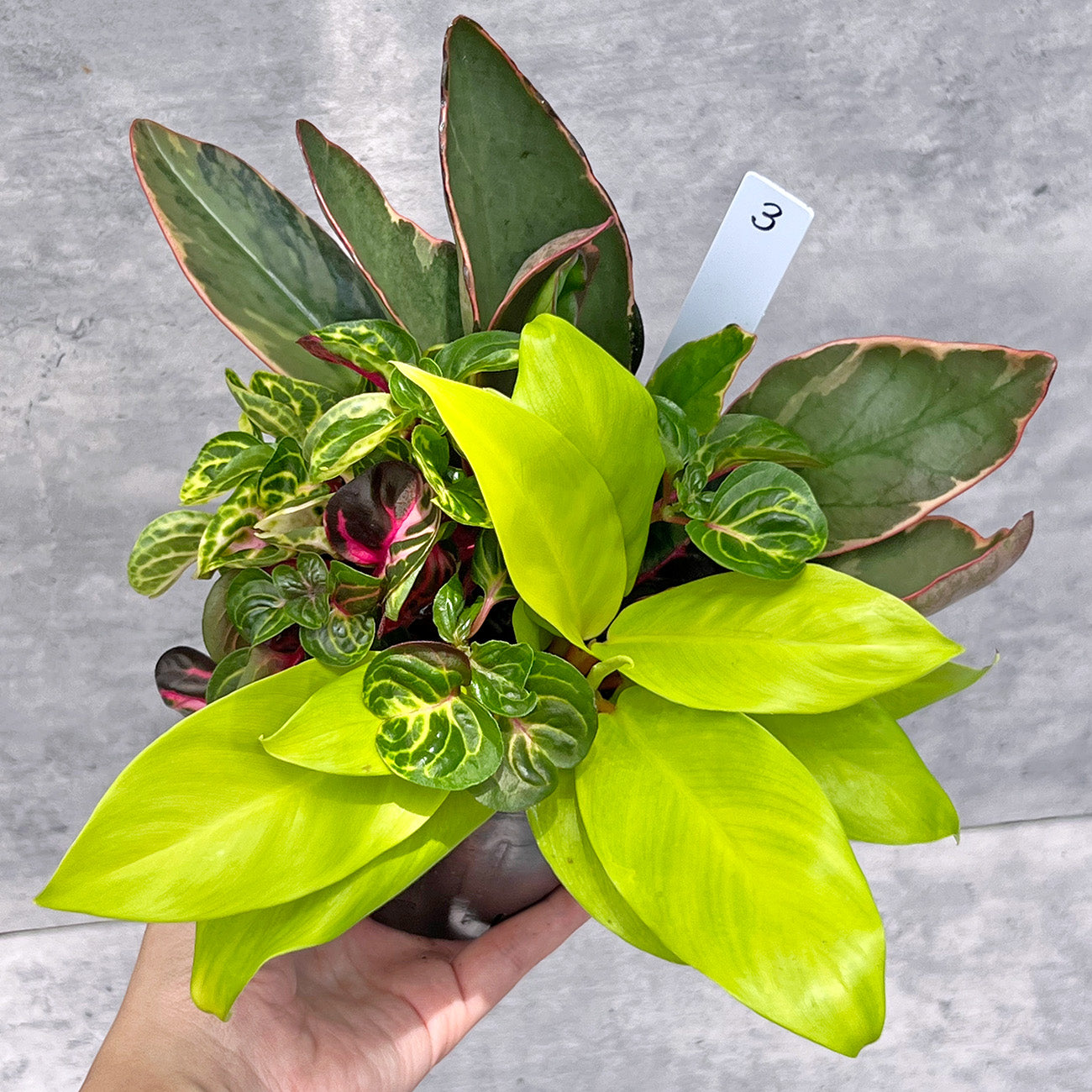 【現品販売】観葉植物 寄せ植え 3.5号 ポリポット 【お好きな鉢や鉢カバーに入れてお楽しみください】ねこチップ 3