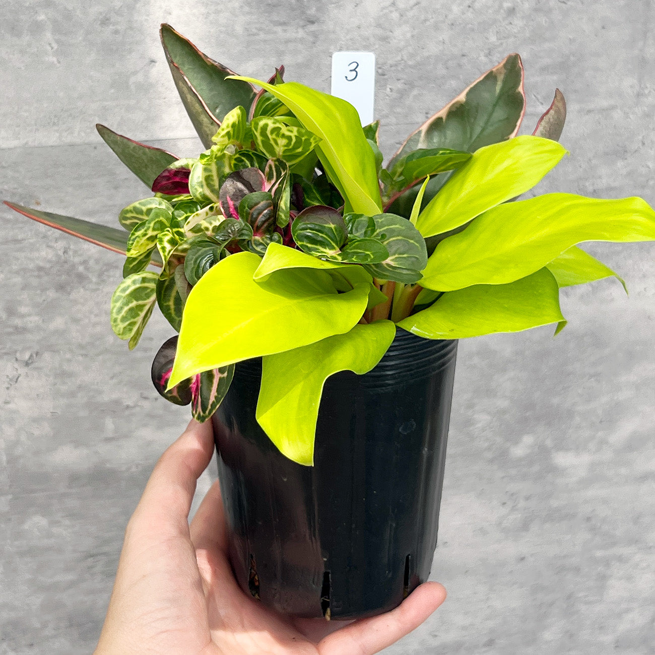 【現品販売】観葉植物 寄せ植え 3.5号 ポリポット 【お好きな鉢や鉢カバーに入れてお楽しみください】ねこチップ 3