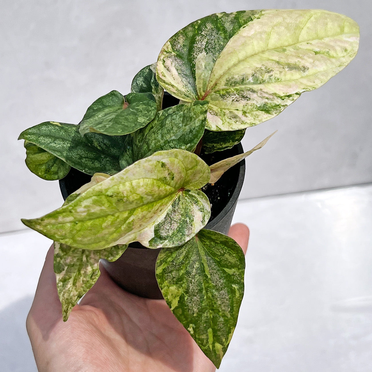 【現品販売】ピペル 斑入り Piper ‘Pink Variegated’ ピンクグリッター 直径8cmプラスチック鉢①