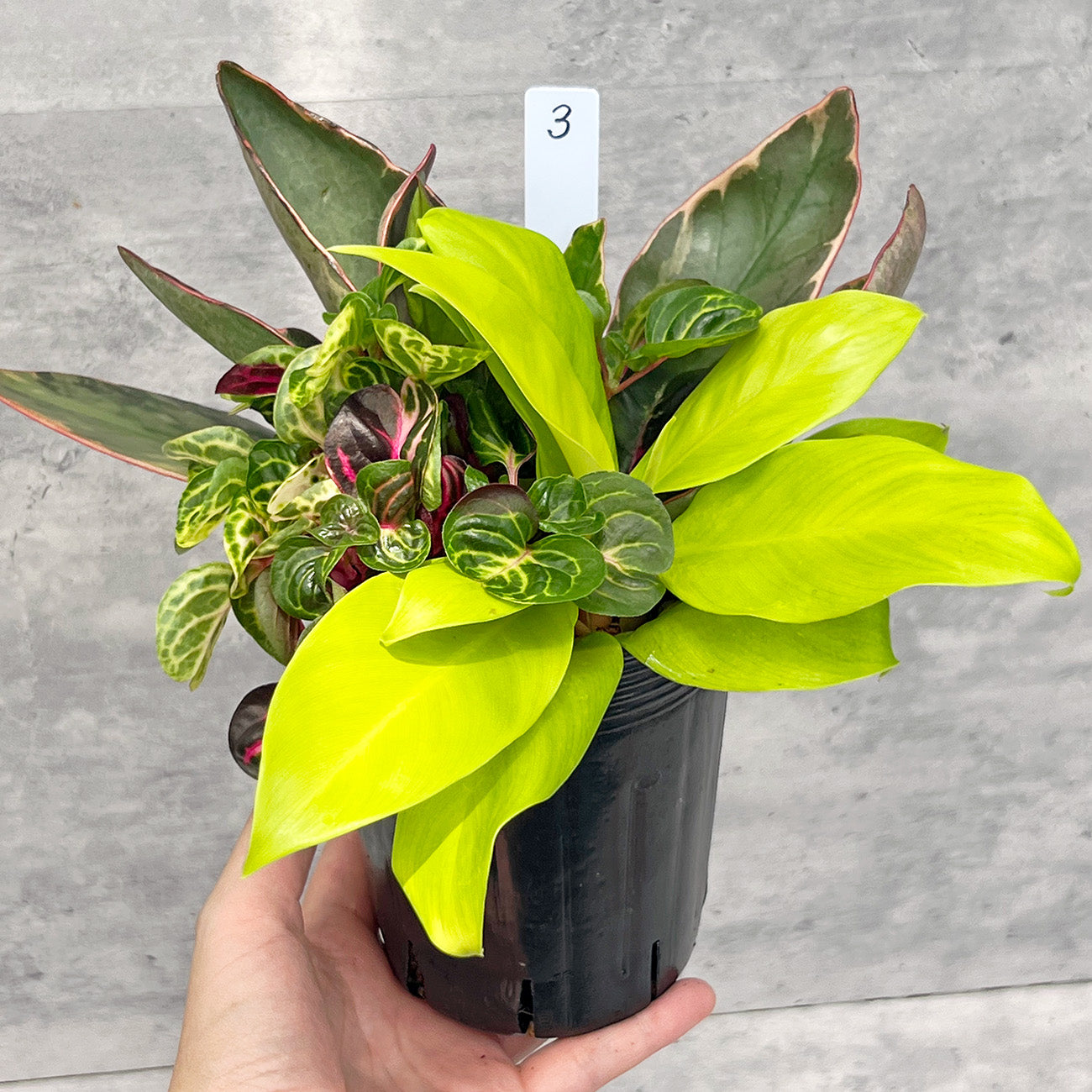 【現品販売】観葉植物 寄せ植え 3.5号 ポリポット 【お好きな鉢や鉢カバーに入れてお楽しみください】ねこチップ 3