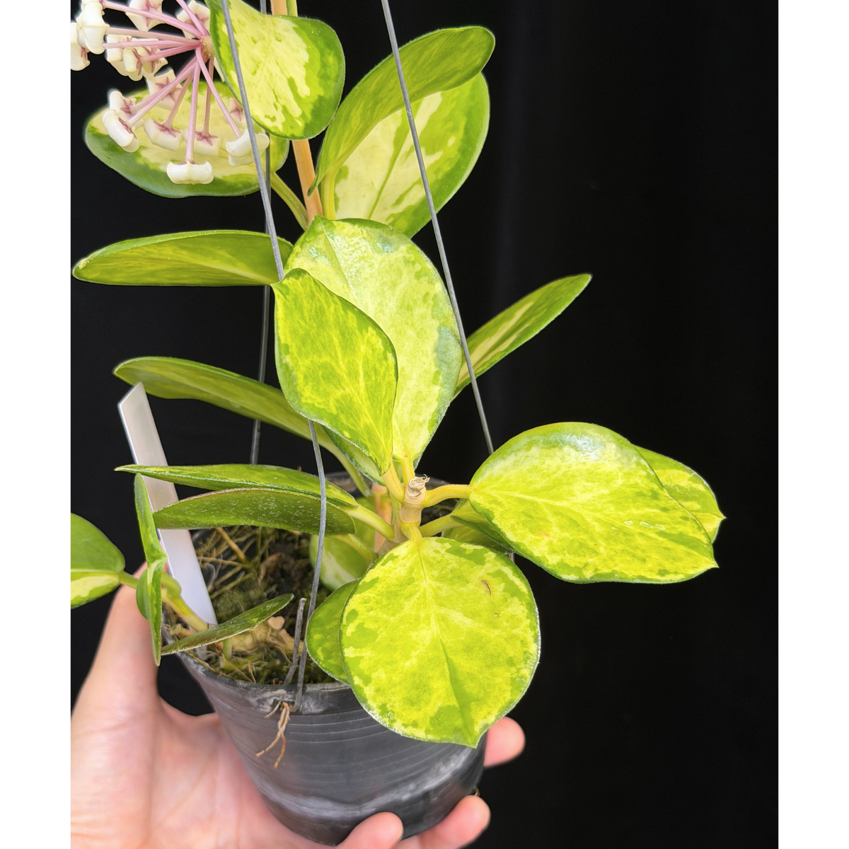 【一点もの】ホヤ オーストラリス リサ 花座つき 25