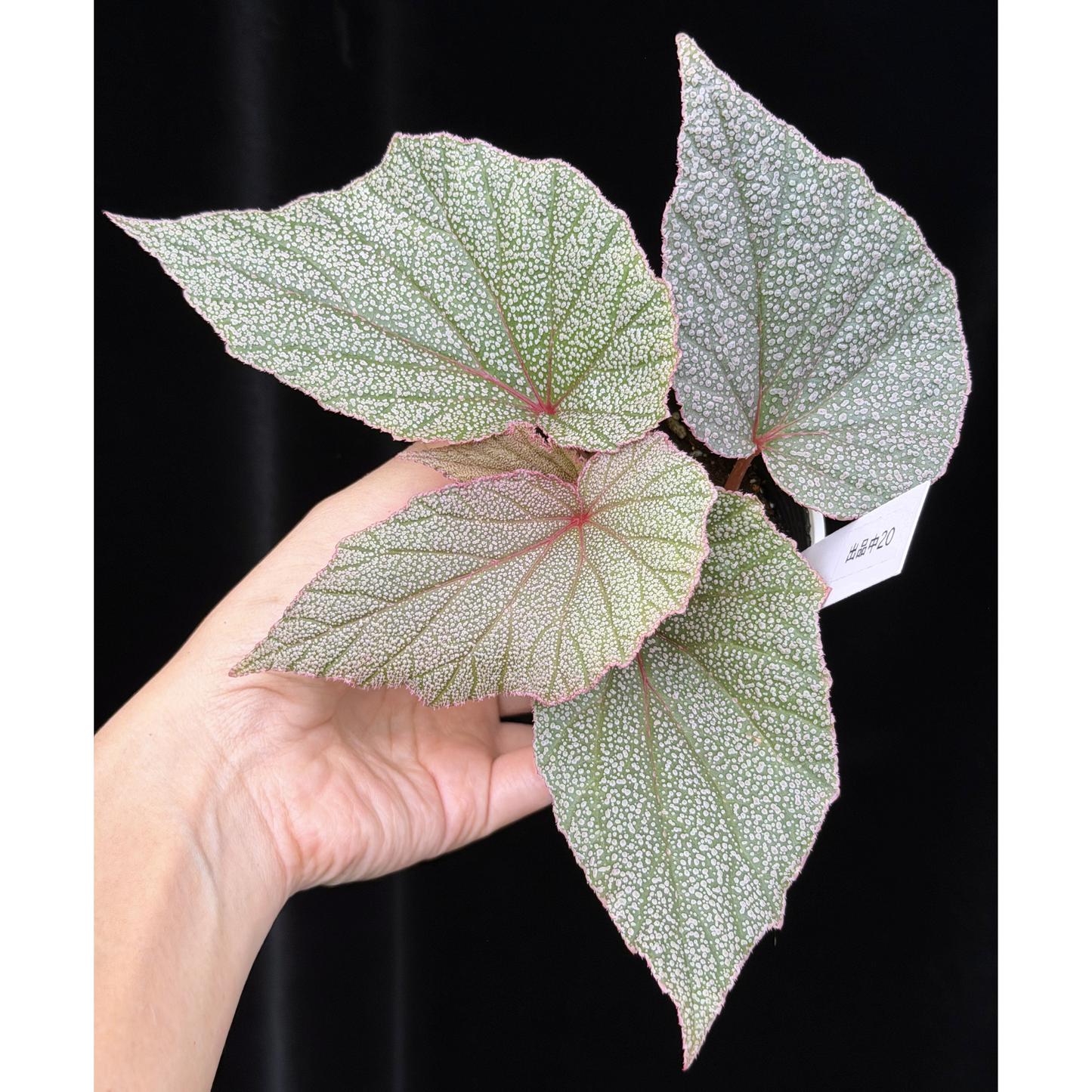【一点もの】ベゴニア シンバッド Begonia Sinbad 20