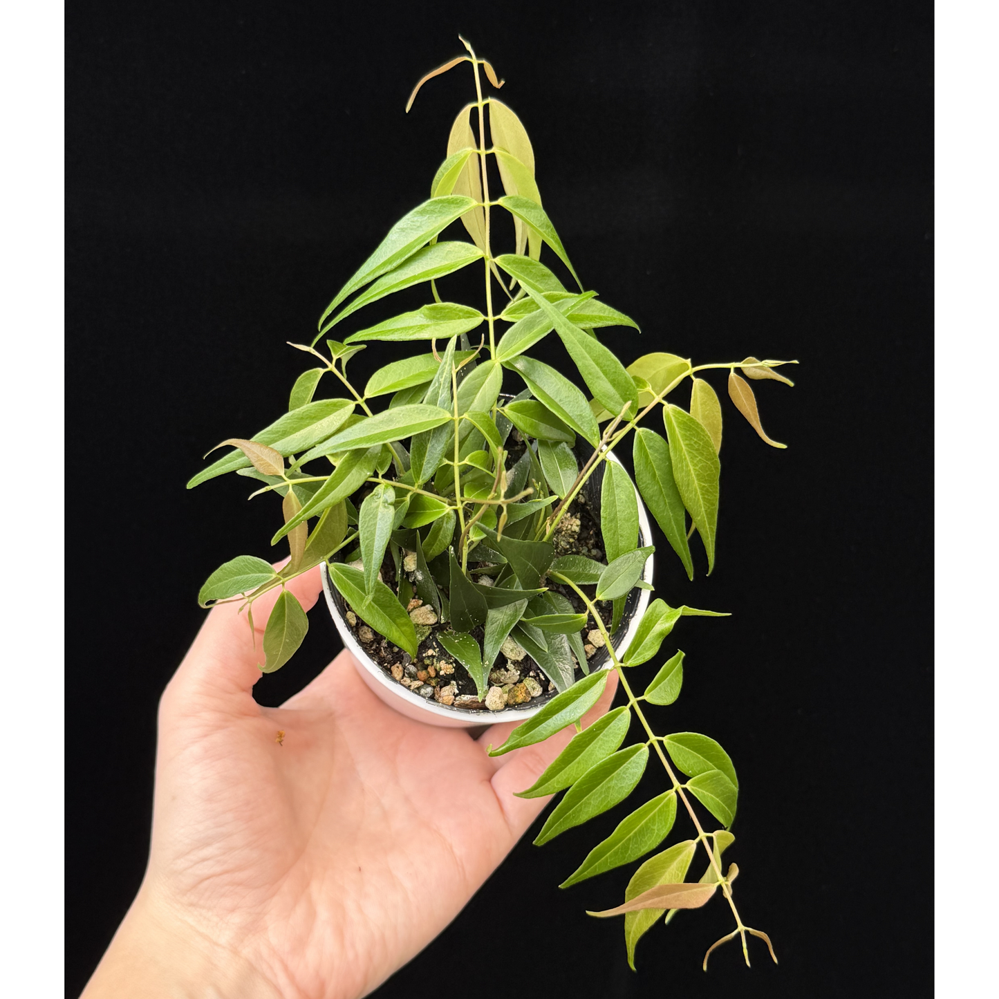 【一点もの】Hoya Leucantha 希少 レア