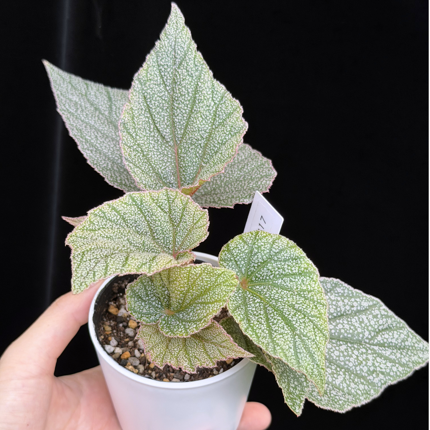 【一点もの】ベゴニア シンバッド Begonia Sinbad 17