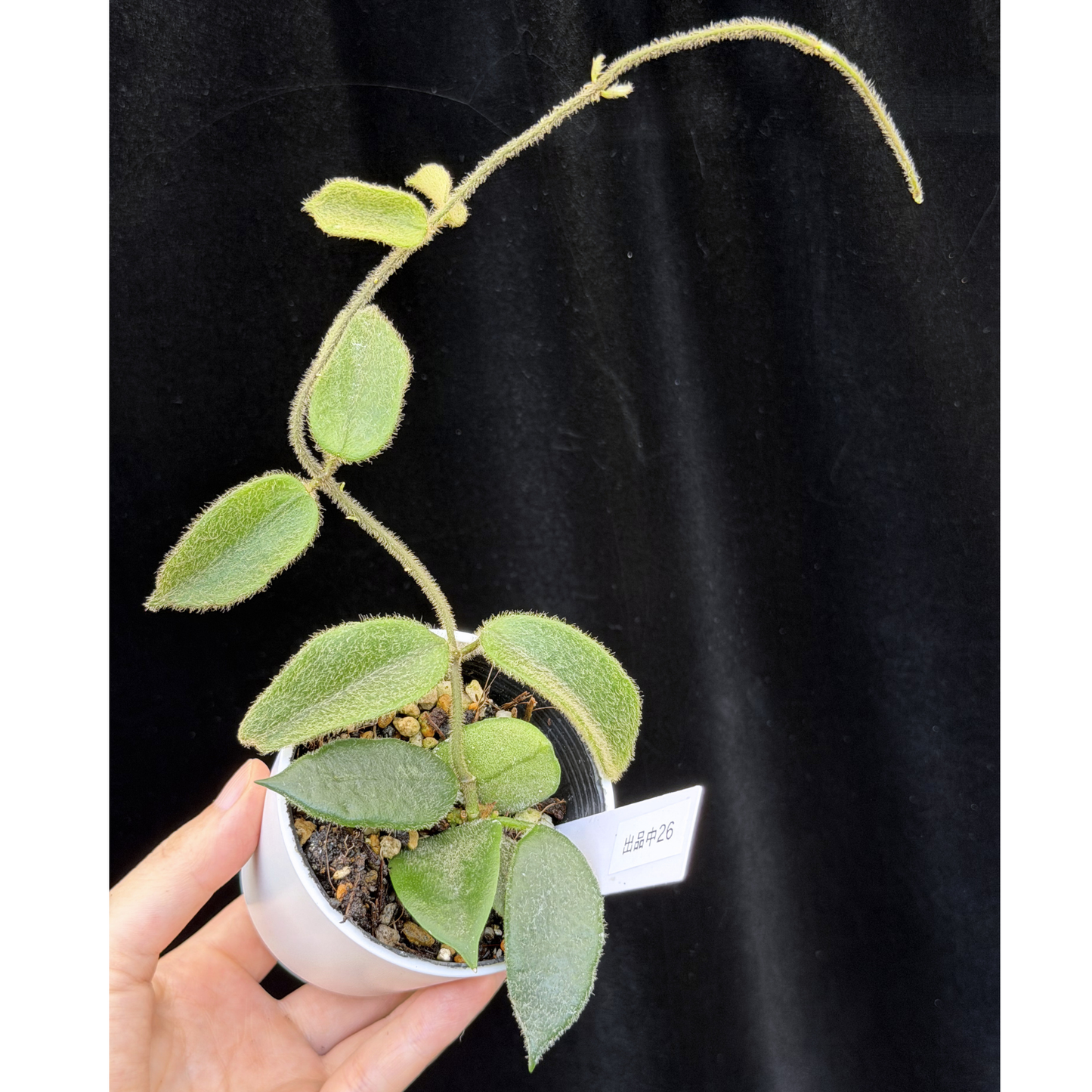【一点もの】ホヤ トムソニー Hoya thomsonii