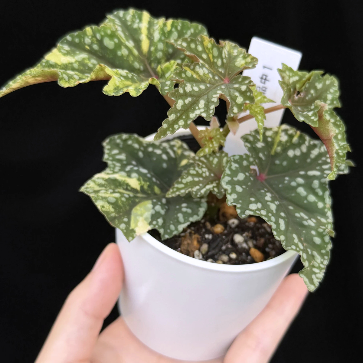 【一点もの】ベゴニア 出雲の煌星 斑入り Izumo no Kiraboshi variegated 希少 激レア 1