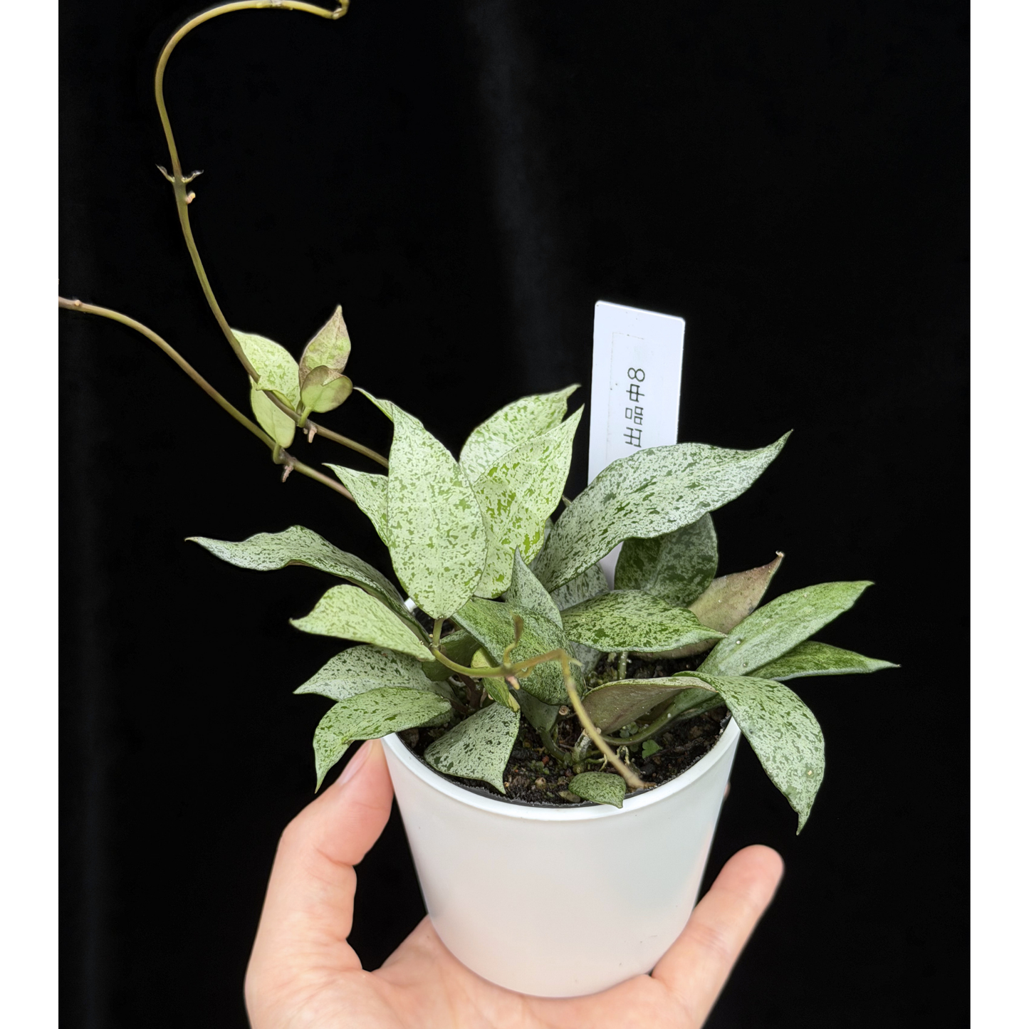 【一点もの】Hoya lacunosa moon shine ホヤ ラクノーサ ムーンシャイン 希少 レア 8